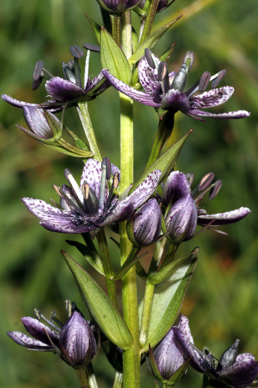 Swertia perennis / Genzianella stellata